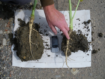 Rape plants from field sown with Split-Level Subsoiler Multi-Tooth Tiller Roll 5-6-2011